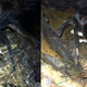 A tarantula (genus Pamphobeteus) preying on a mouse opossum (genus Marmosops).
